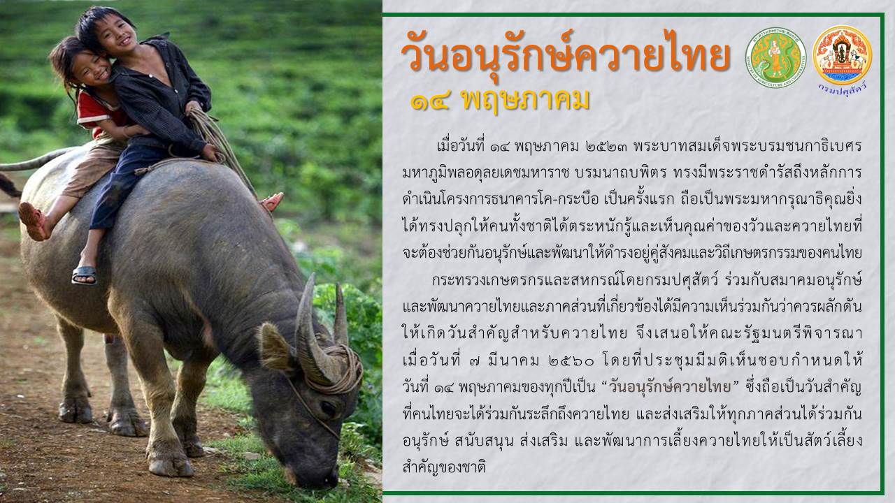 วันอนุรักษ์ควายไทย 14 พฤษภาคม