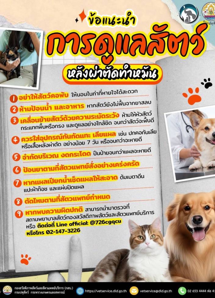 ข้อแนะนำ การดูแลสัตว์หลังผ่าตัดทำหมัน